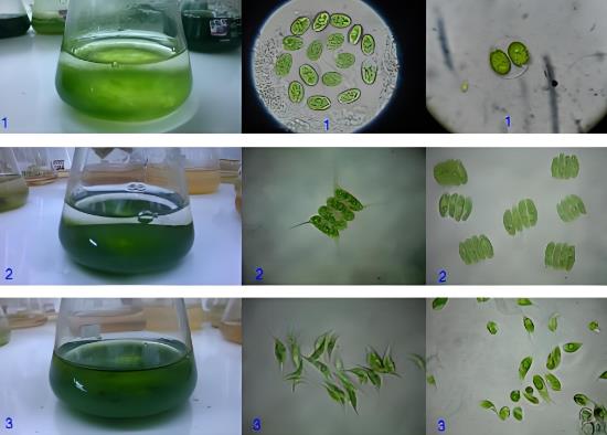 不同濃度條件下微藻計數(shù)方法：流式細(xì)胞儀VS血球計數(shù)板計數(shù)