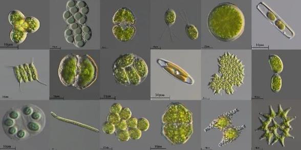 微藻篩選純化方法優(yōu)缺點(diǎn)對比、分類和鑒定（二）