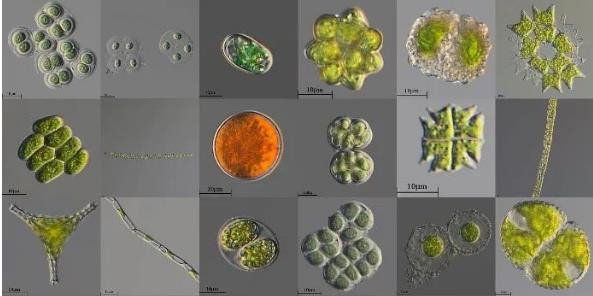 微藻篩選純化方法優(yōu)缺點(diǎn)對比、分類和鑒定（一）