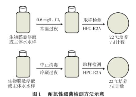 東北某市寒區(qū)湖庫型主體水和生物膜中耐氯菌數(shù)目、再生長現(xiàn)象研究（一）