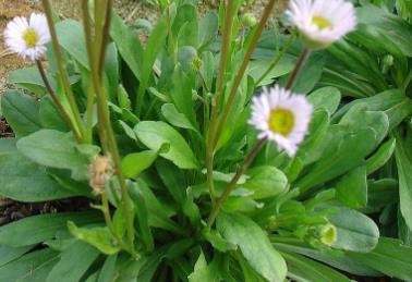 UV－B輻射增強(qiáng)會對燈盞花葉斑病致病菌（鏈格孢菌）生長造成什么影響