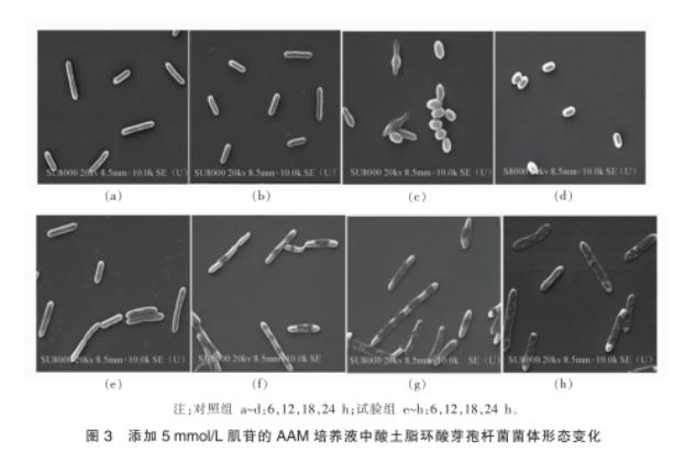 肌苷對酸土脂環酸芽孢桿菌的生長抑制效果、對橙汁品質影響——討論與結論