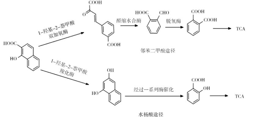 綜述微生物修復菲污染中降解菌的菌屬、降解機理、分子機制、影響因素（二）