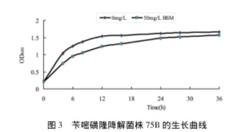 芐嘧磺隆降解菌株75B的生長曲線、生長及降解（一）