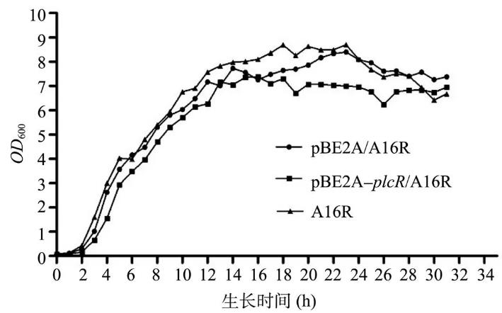 PlcR在炭疽芽胞桿菌A16R中對(duì)其生長(zhǎng)狀態(tài)、溶血酶活性及神經(jīng)磷脂酶活性影響（二）