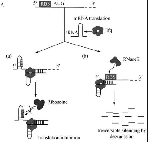 sRNA對(duì)胞內(nèi)菌毒力、鐵水平的調(diào)控作用（二）