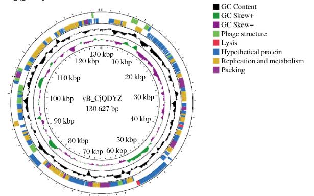 空腸彎曲菌噬菌體生物學(xué)特性測(cè)定及生長(zhǎng)曲線繪制（三）