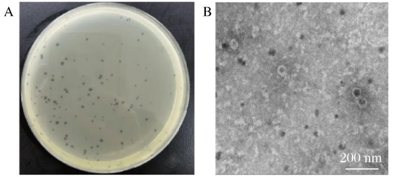 空腸彎曲菌噬菌體生物學(xué)特性測(cè)定及生長(zhǎng)曲線繪制（一）