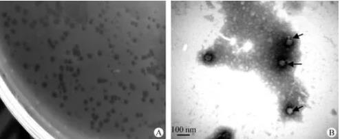 維氏氣單胞菌分離與純化、一步生長(zhǎng)曲線、熱穩(wěn)定性及pH穩(wěn)定性研究（一）
