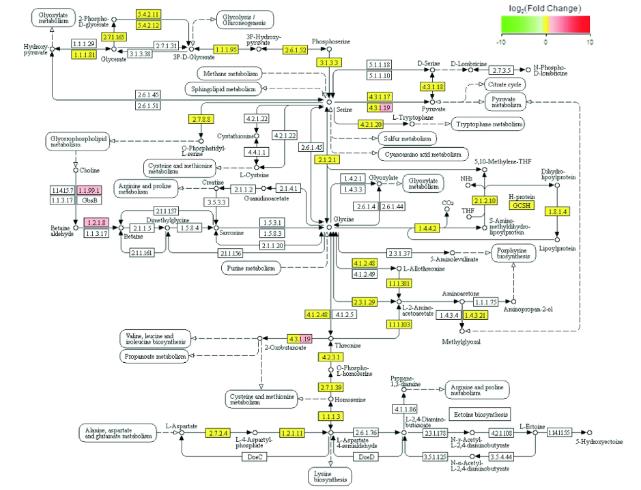 模擬失重條件下大腸埃希菌轉(zhuǎn)錄組測(cè)序、差異基因及富集分析結(jié)果（二）