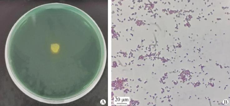 紅螯螯蝦源布氏檸檬酸桿菌分離鑒定和耐藥性分析（一）