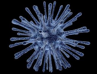 鴨瘟病毒DEV gG 基因缺失株的構(gòu)建、體外生長(zhǎng)曲線和蝕斑形成能力測(cè)定