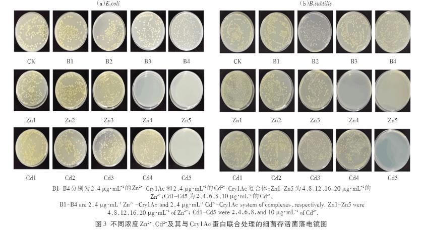 Zn2+、Cd2+、Cry1Ac蛋白單獨(dú)及聯(lián)合暴露對(duì)大腸桿菌和枯草芽孢桿菌的毒性作用（二）