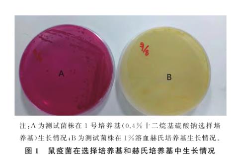 鼠疫耶爾森氏菌在3種選擇培養(yǎng)基生長(zhǎng)能力的測(cè)定——材料與方法