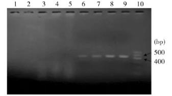 廣西牛肺炎支原體病原的分離和鑒定、藥敏實驗分析（下）