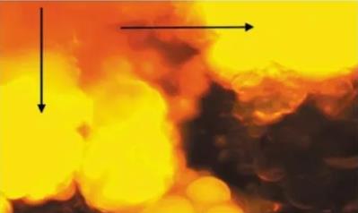 產脂肪酶地衣芽孢桿菌LD-1302篩選、培養基及產酶條件研究（一）