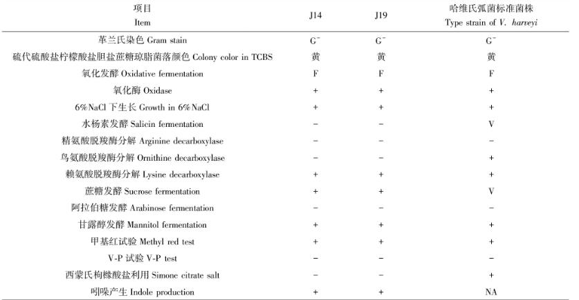 泥蚶致病性哈維氏弧菌的分離與鑒定、藥敏實驗結果