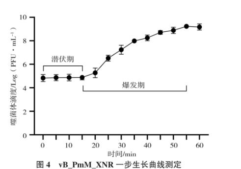 犬奇異變形桿菌及其噬菌體分離鑒定、生長曲線及藥敏試驗（三）