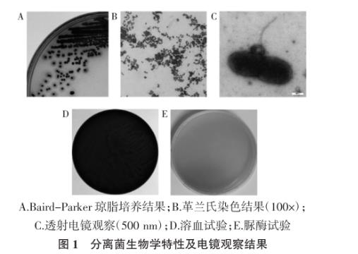 犬奇異變形桿菌及其噬菌體分離鑒定、生長曲線及藥敏試驗（一）