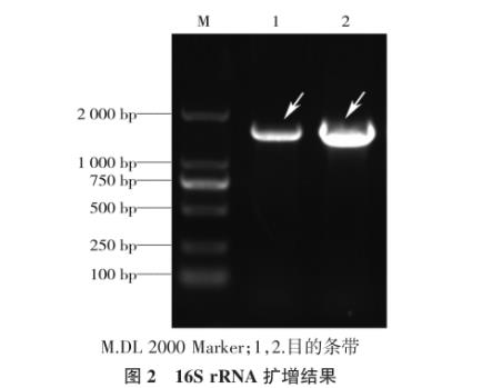 犬奇異變形桿菌及其噬菌體分離鑒定、生長曲線及藥敏試驗（二）