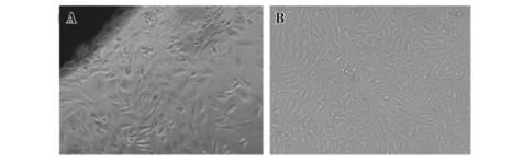 撒壩豬耳緣組織成纖維細胞系生長曲線、生物污染檢測結果——材料與方法