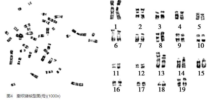 撒壩豬耳緣組織成纖維細胞系生長曲線、生物污染檢測結果——結果與分析、討論