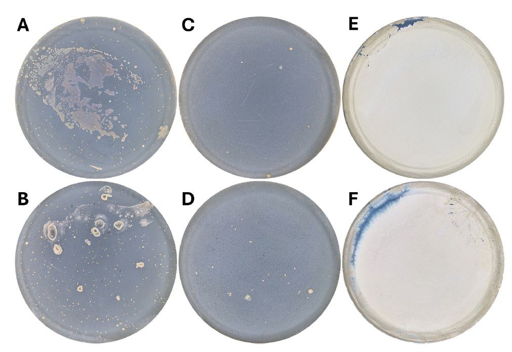 微生物生長曲線監測系統&光學延時顯微鏡用于快速評估吸濕性食品樣品中的微生物質量