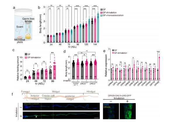 研究發現：微生物群釋放氣味可促進果蠅的宿主生長