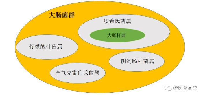 腸桿菌、大腸桿菌、大腸菌群三者有什么區別？如何區分開來？