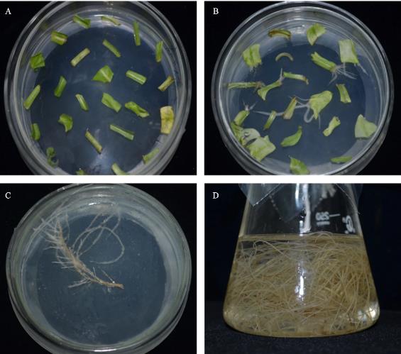 發根農桿菌Ri質粒構建燈盞花發根最優的培養體系（一）