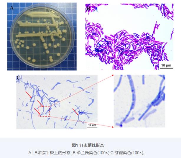 巨大芽孢桿菌BM24生長曲線、耐藥性、益生潛力評估及藥敏試驗（一）