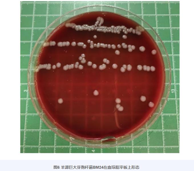 巨大芽孢桿菌BM24生長曲線、耐藥性、益生潛力評估及藥敏試驗（三）