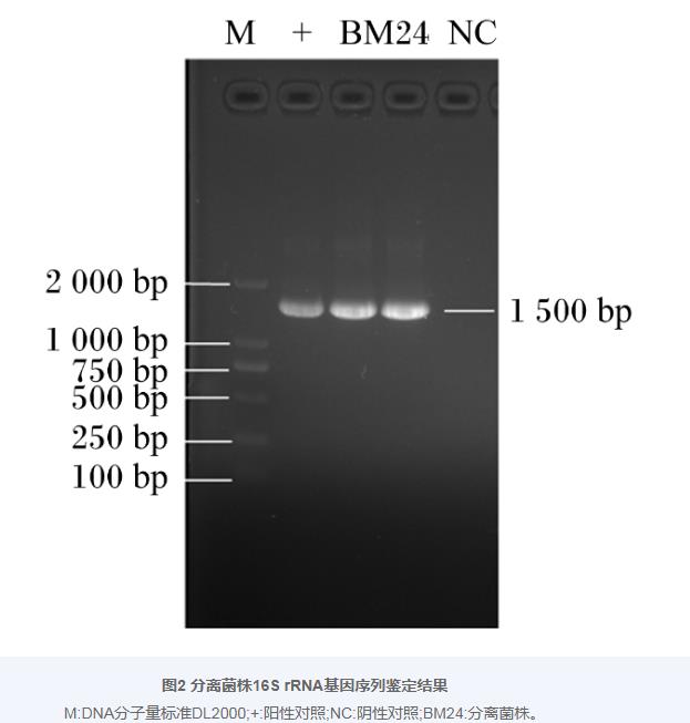 巨大芽孢桿菌BM24生長曲線、耐藥性、益生潛力評估及藥敏試驗（二）
