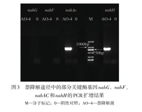 焦化污染場(chǎng)地中萘降解菌株AO-4鑒定、生長(zhǎng)、降解機(jī)理及環(huán)境條件帶來的影響（三）