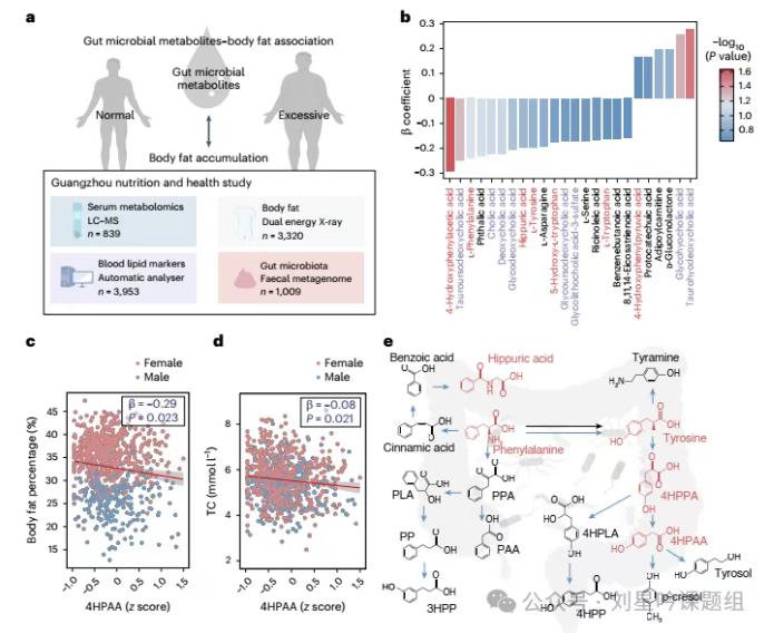 腸道微生物代謝芳香族氨基酸產生的4HPAA、3HPP和4HPP與減肥密切相關？