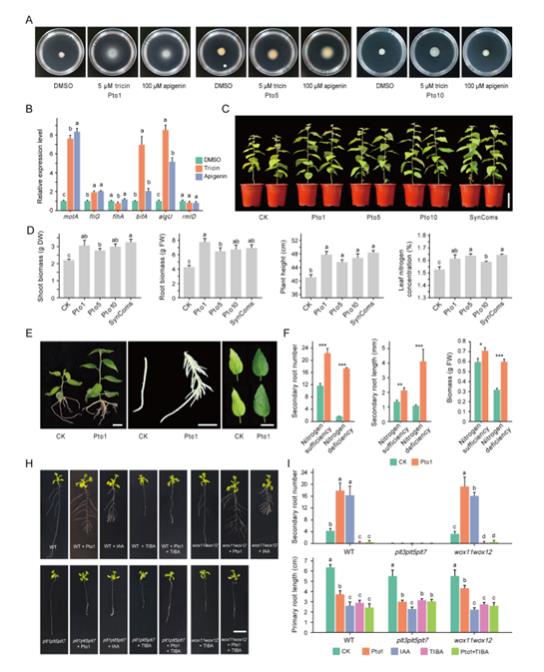 木本植物根際微生物組裝的時空動態規律及其與宿主協同抗逆機制