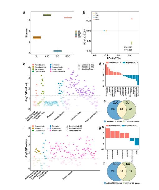 紅三葉草葉際微生物群落為何對炭疽病具有抵抗力