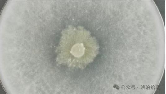 Biosense微生物生長動態監測系統優化哈茨木霉菌生長條件研究方案