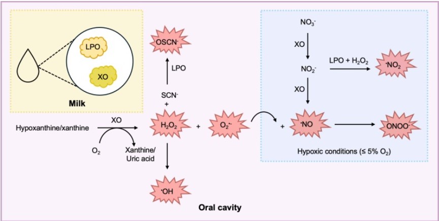 微生物生長曲線監測系統評估不同濃度的XO和LPO對嬰兒口腔細菌生長的影響