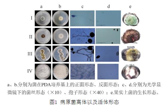25種天然植物精油對藍莓致病菌生長曲線、抑制作用（一）