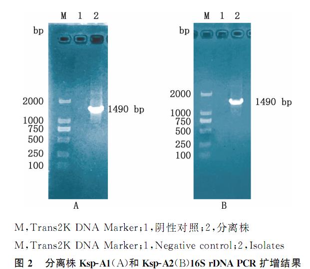 鵪鶉肺炎克雷伯菌血清型鑒定、耐藥性檢測及致病潛力（三）