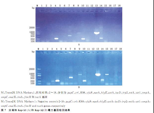 鵪鶉肺炎克雷伯菌血清型鑒定、耐藥性檢測及致病潛力（四）