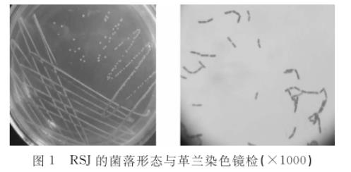 水貂腸道乳酸桿菌RSJ生長曲線及產(chǎn)酸、藥敏試驗(yàn)結(jié)果（一）