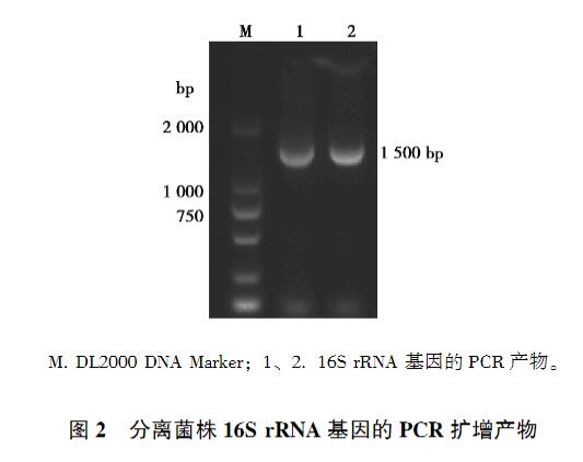 雞印第安納株沙門菌生長、致病性及藥物敏感性研究（一）