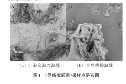 滸苔多糖降解微生物采集、分離、篩選、鑒定及生長曲線測定（一）