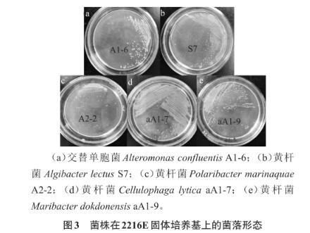 滸苔多糖降解微生物采集、分離、篩選、鑒定及生長曲線測定（三）