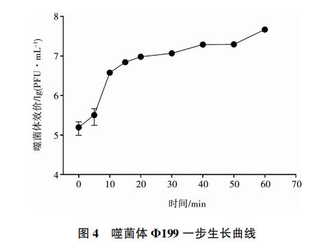 大腸桿菌噬菌體Φ199一步生長曲線、與鹽酸克林霉素體外聯(lián)合應(yīng)用效果（三）
