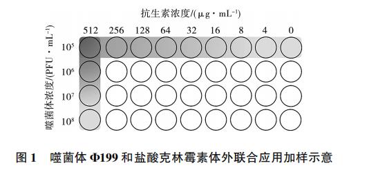 大腸桿菌噬菌體Φ199一步生長曲線、與鹽酸克林霉素體外聯(lián)合應(yīng)用效果（一）