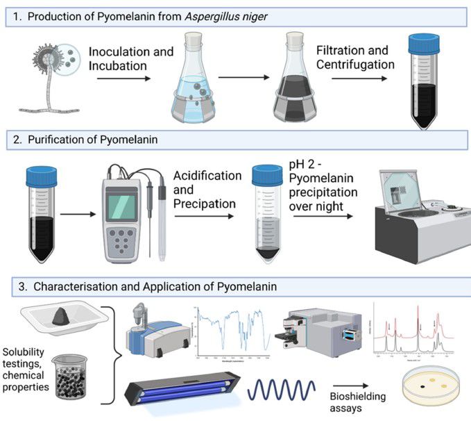 黑曲霉中幽黑素合成途徑、生產、純化及對UV-C輻射的防護能力