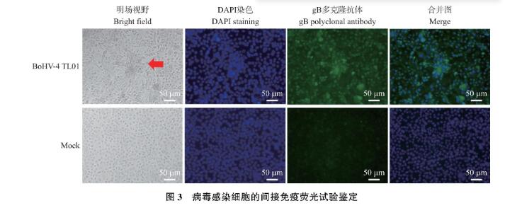 國內新發病原牛皰疹病毒4型(BoHV-4)qPCR鑒定、分離及一步生長曲線測定（三）